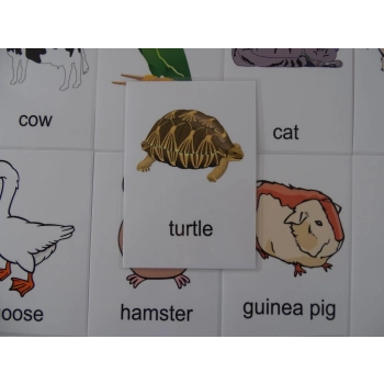 Nazwy zwierząt w języku angielskim