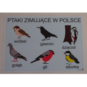 Ptaki zimujące w Polsce- plansza demonstracyjna