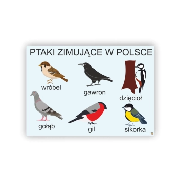 Ptaki zimujące w Polsce- plansza demonstracyjna