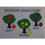 Drzewa owocowe - plansza demonstracyjna